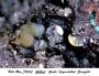 mineralien:mineralien2014:gibbsit1.jpg