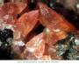 mineralien:mineralien2014:rhodochr_23.jpg