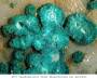 mineralien:mineralien2014:pseudomal_77.jpg